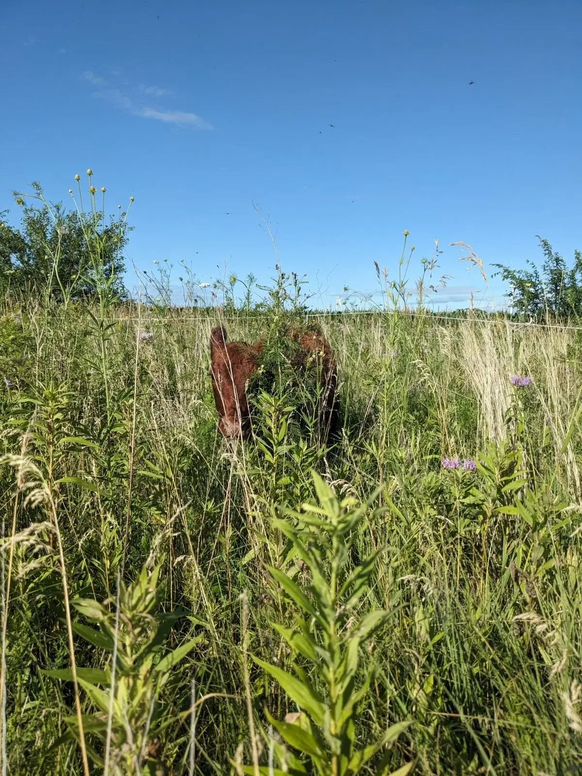 Red Angus calf in the tall prairie