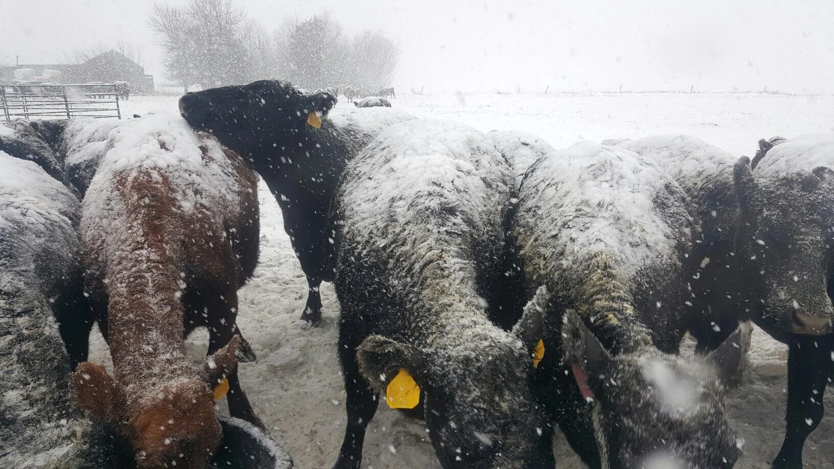 Red and black angus cattle covered in snow in a blizzard