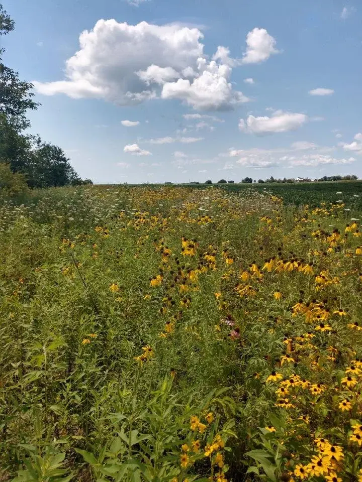 Prairie pasture in full bloom
