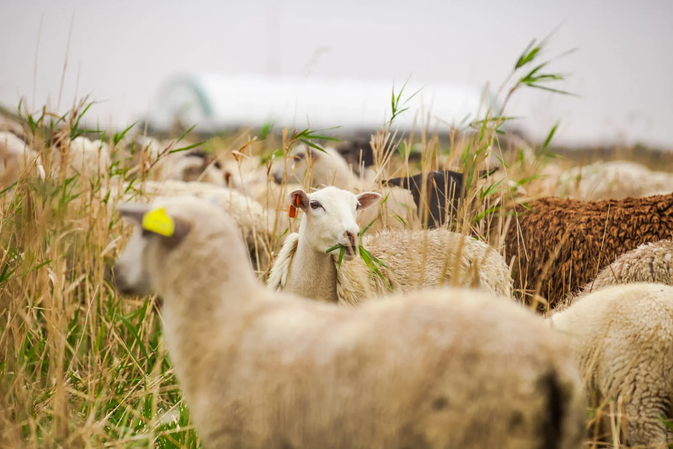Sheep grazing in tall grass prairie