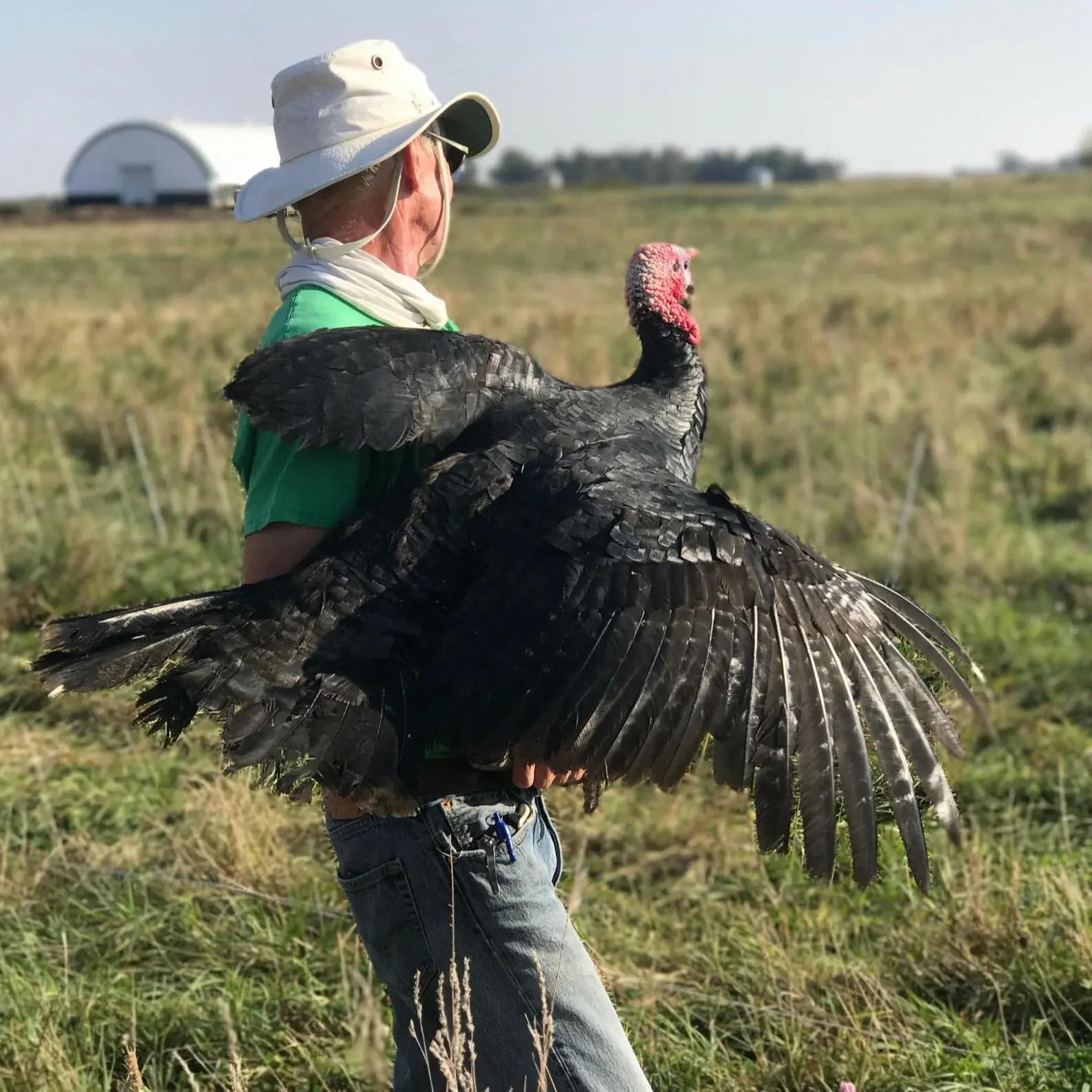 Farmer holding a heritage turkey out in the field