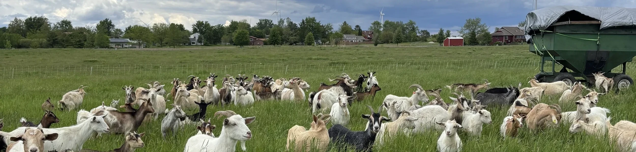 Goats on pasture with Stelle IL in the background