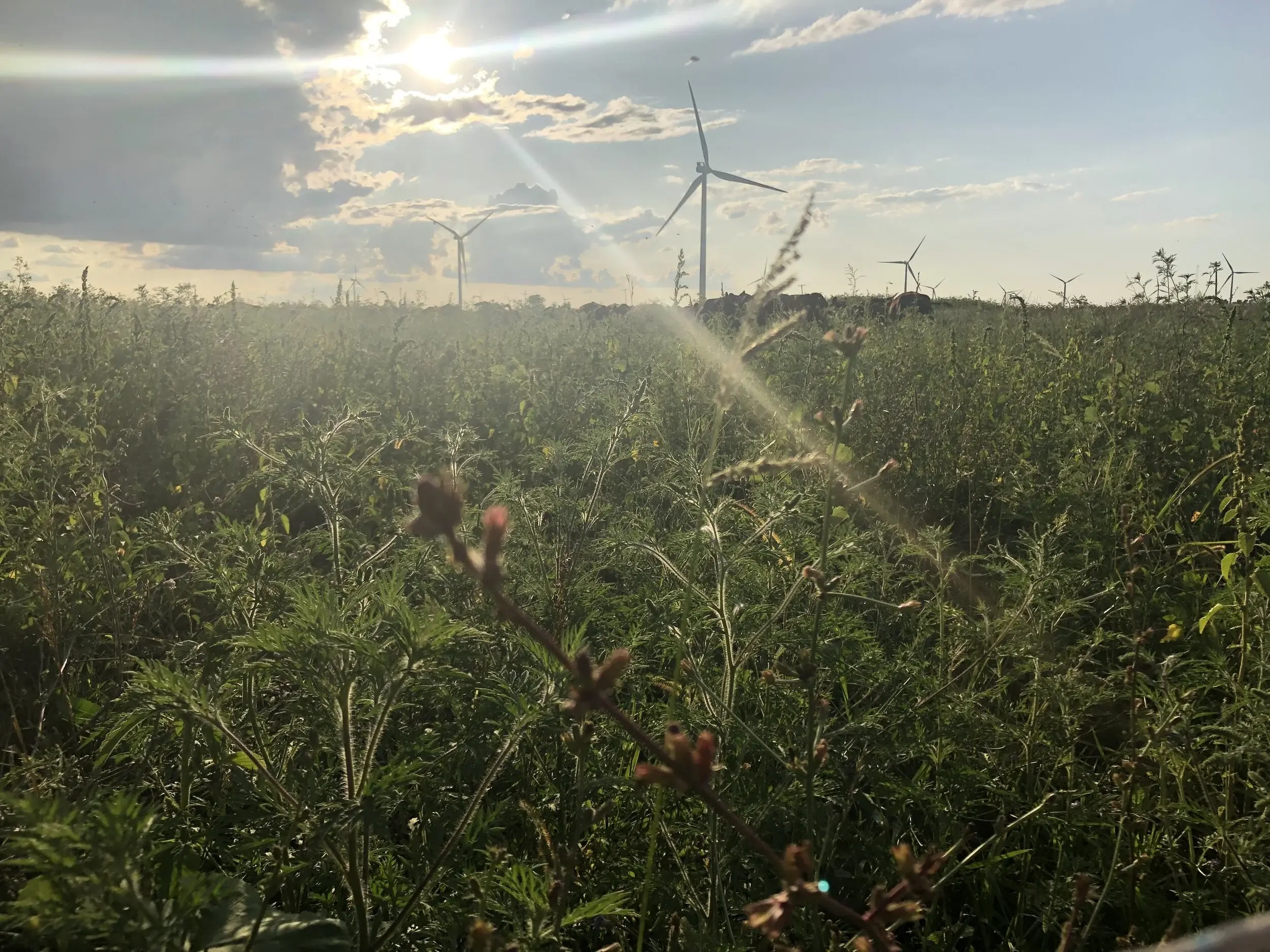Prairie on a bright sunny day with windmill on the horizon