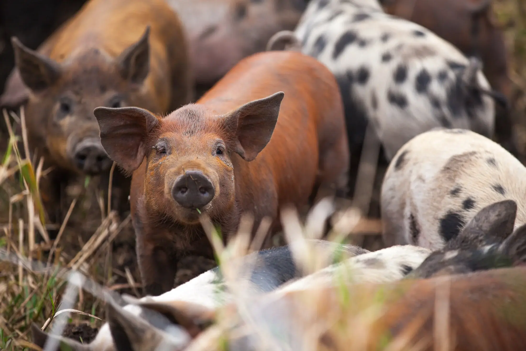 Red and spotted white pigs on pasture