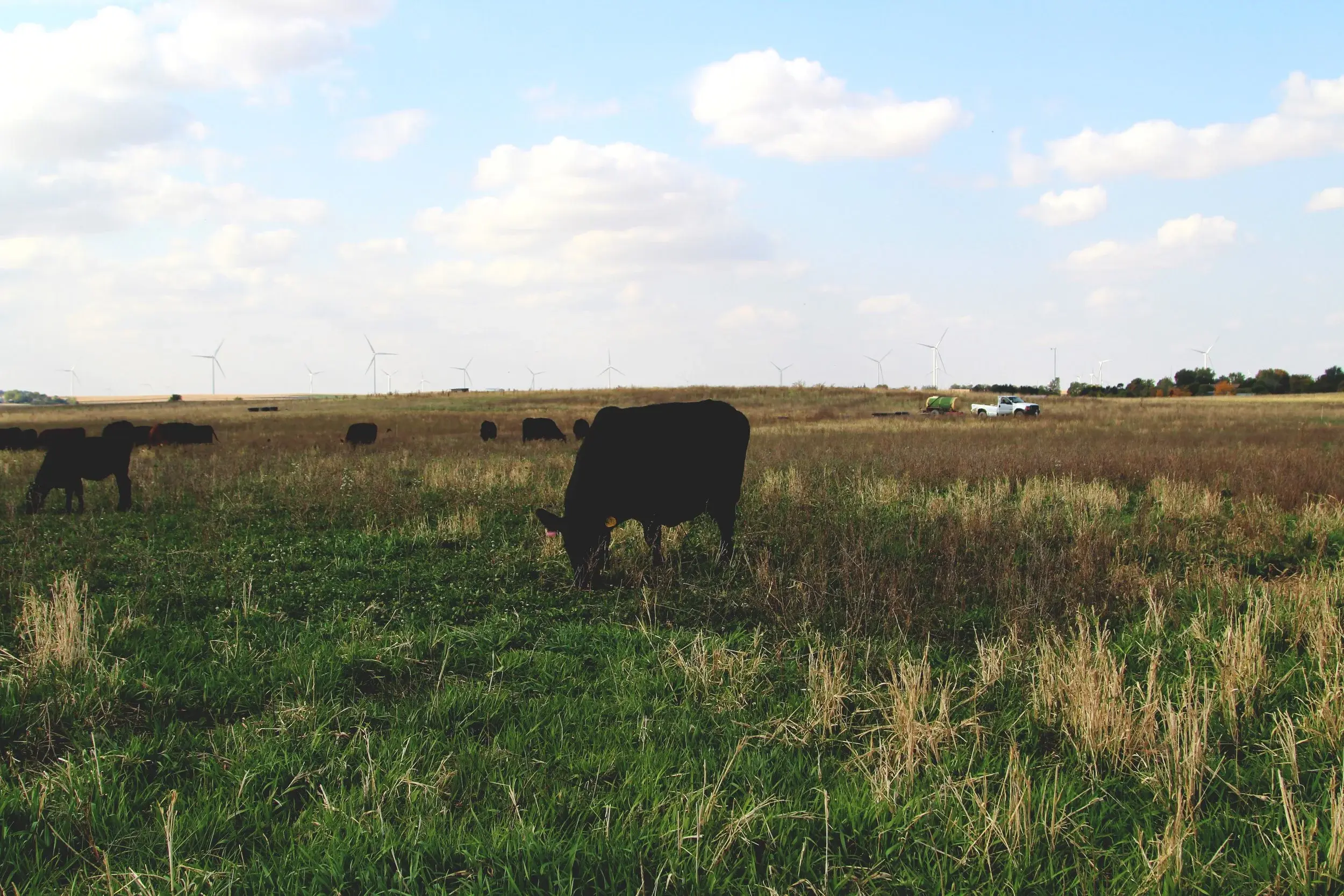Black angus cow grazing the pasture in summer