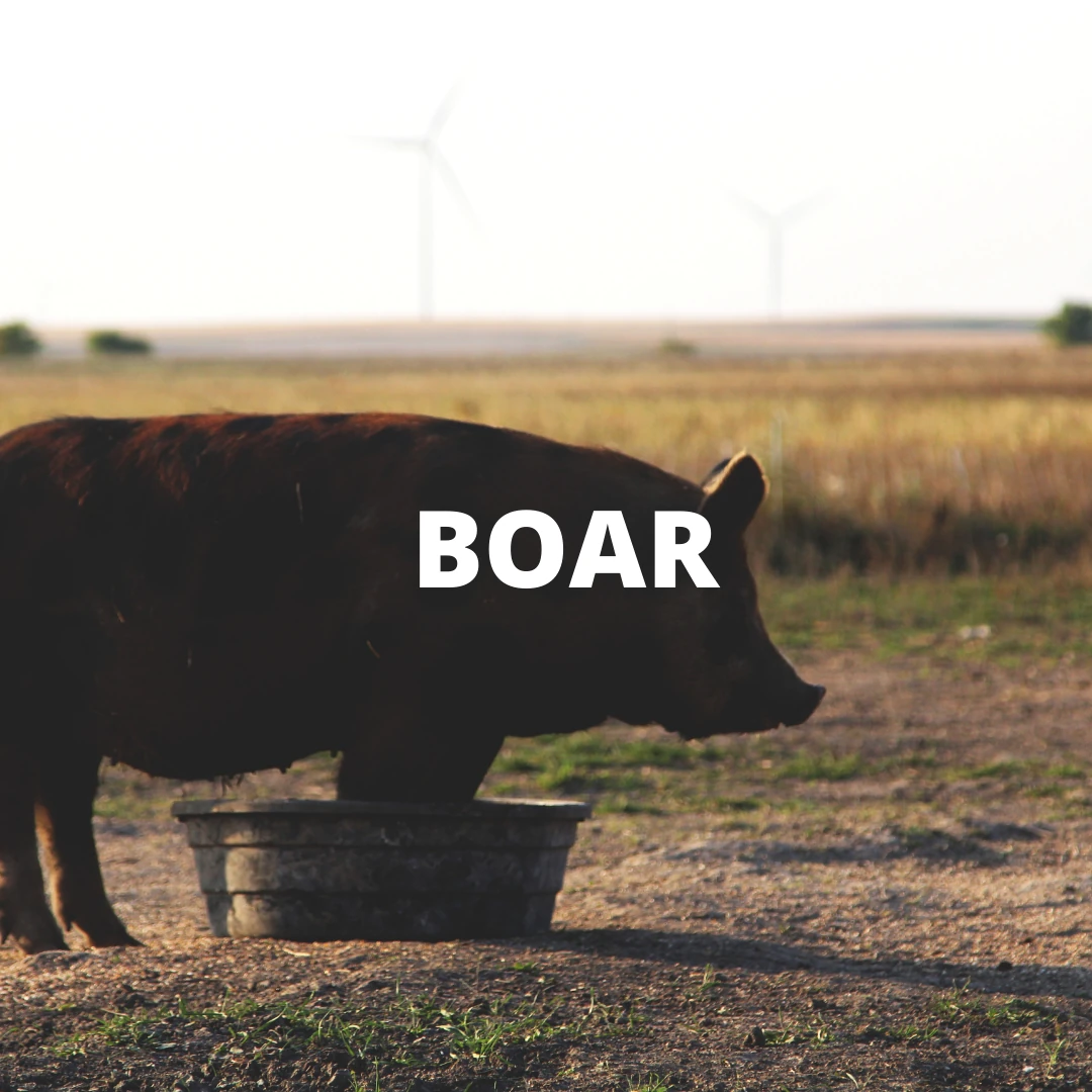 Shop boar