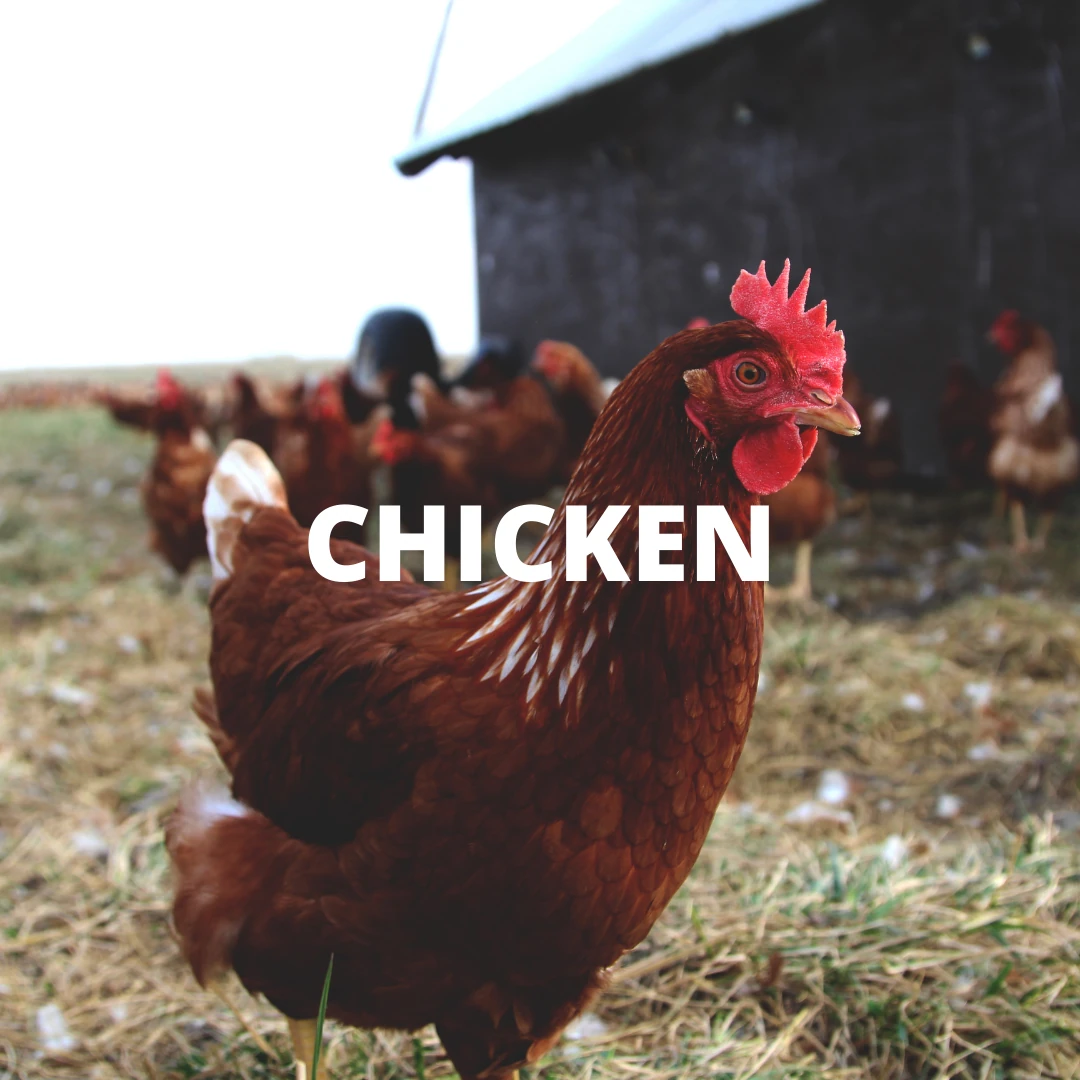 Shop chicken