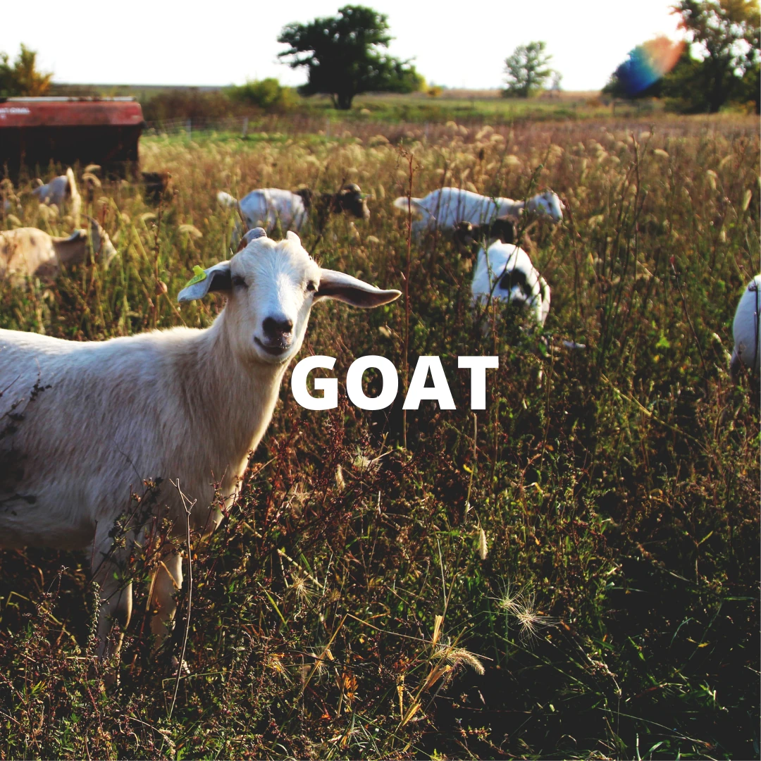Shop goat