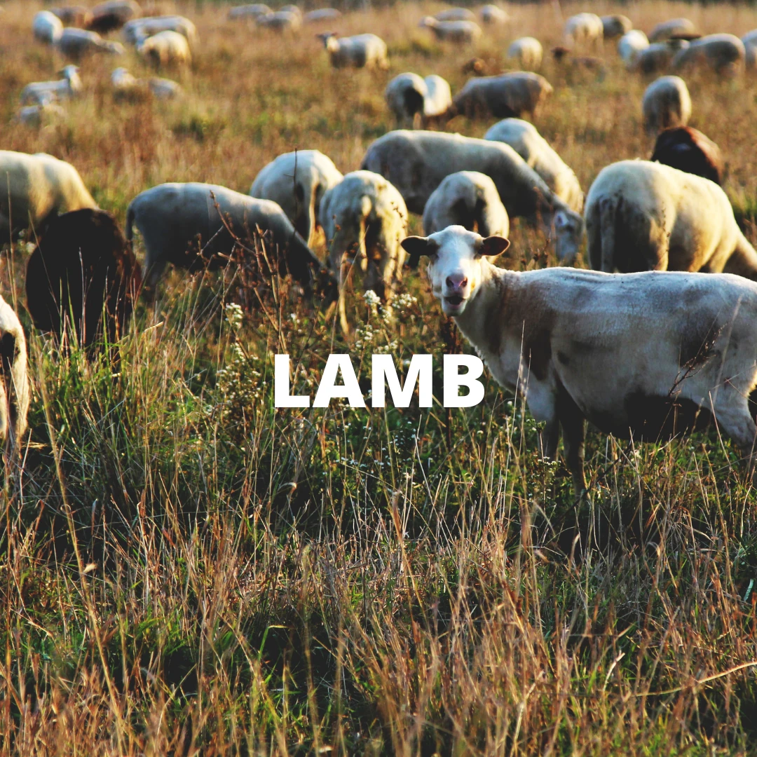 Shop lamb