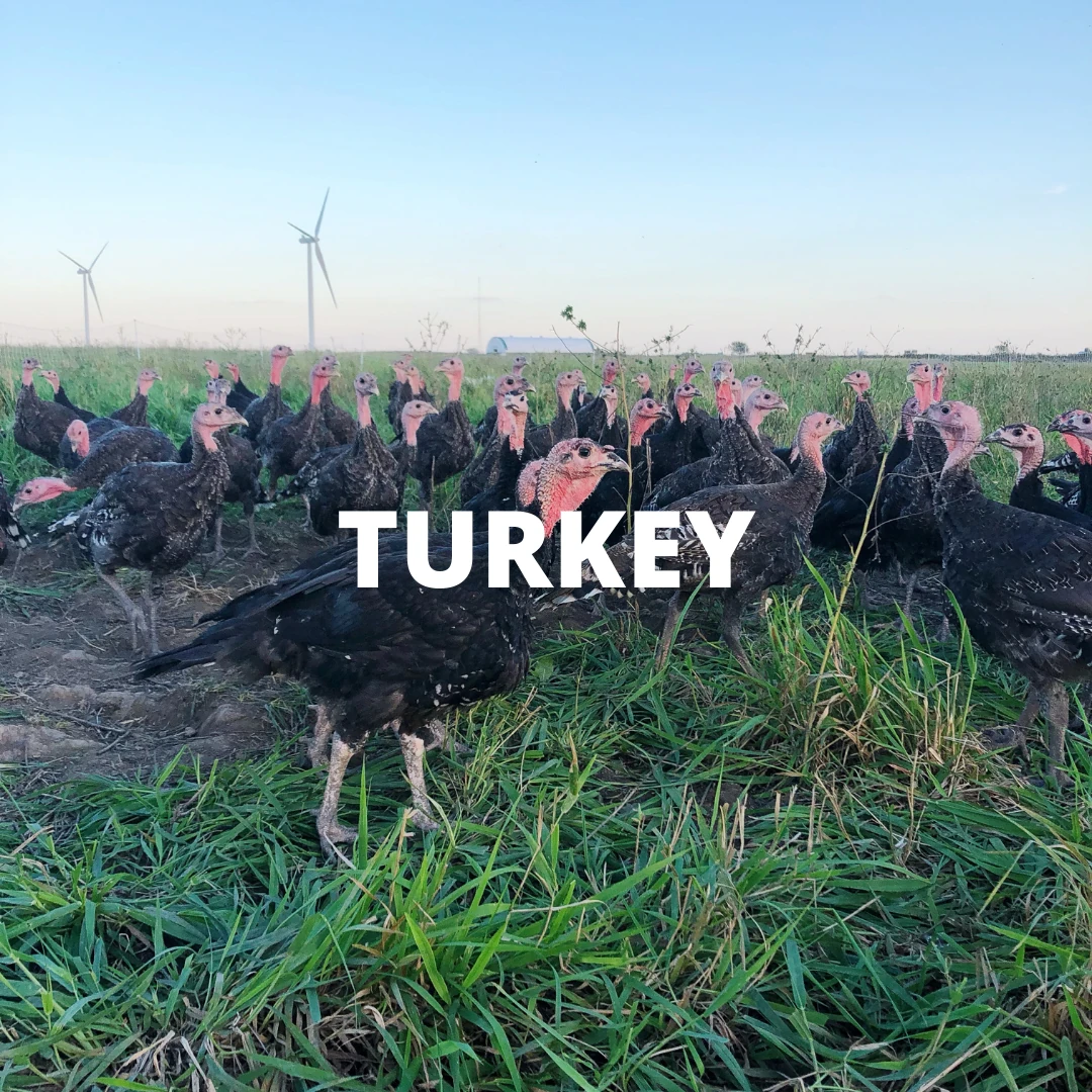Shop turkey