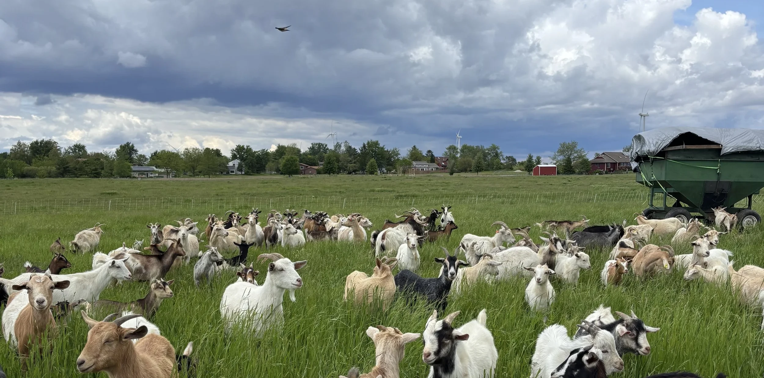 Goats on pasture with Stelle IL in the background