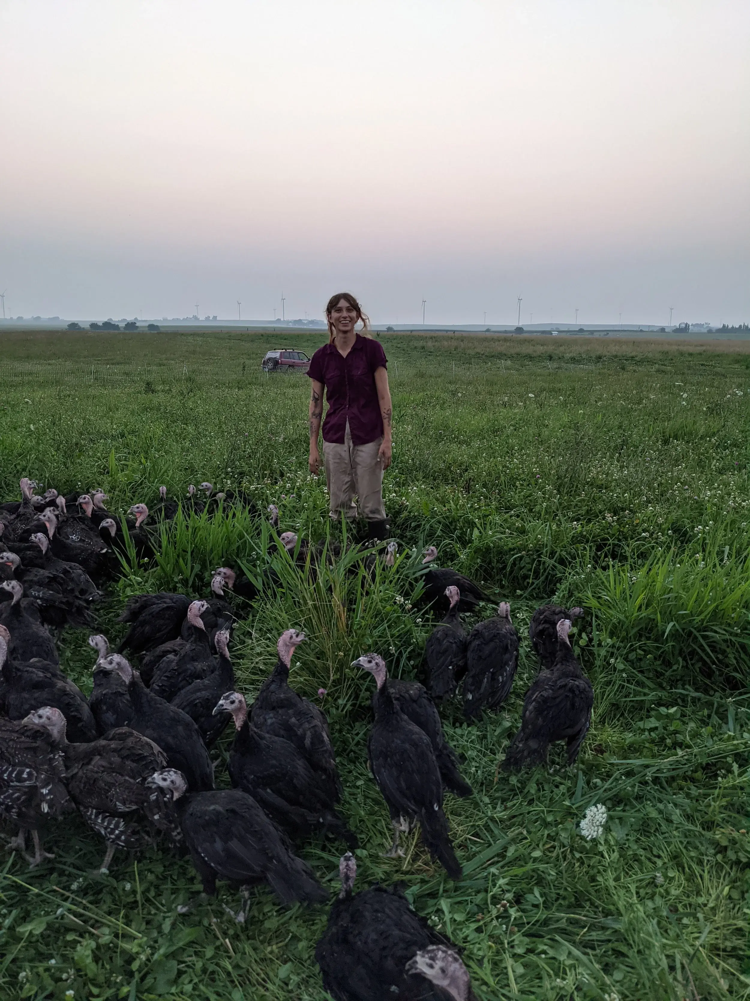 Farmhand with young turkeys on pasture