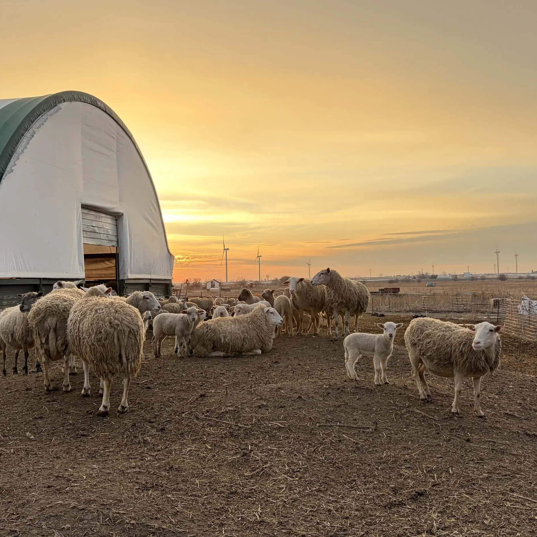 Sheep flock in front of coverall barn at sunset