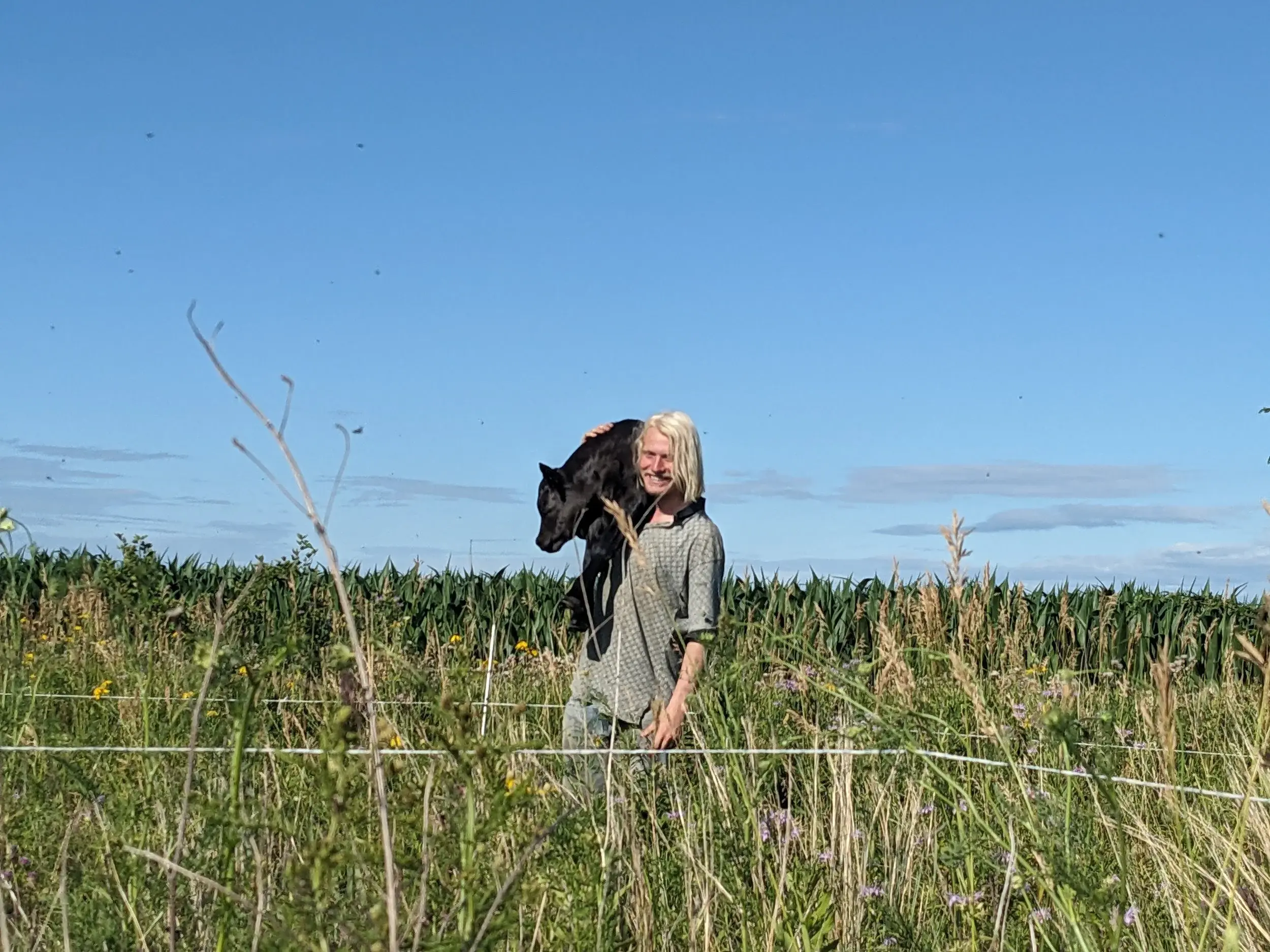 Farmhand holding a black bull calf on his shoulder